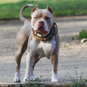 Irie, our lilac Xl American Bully