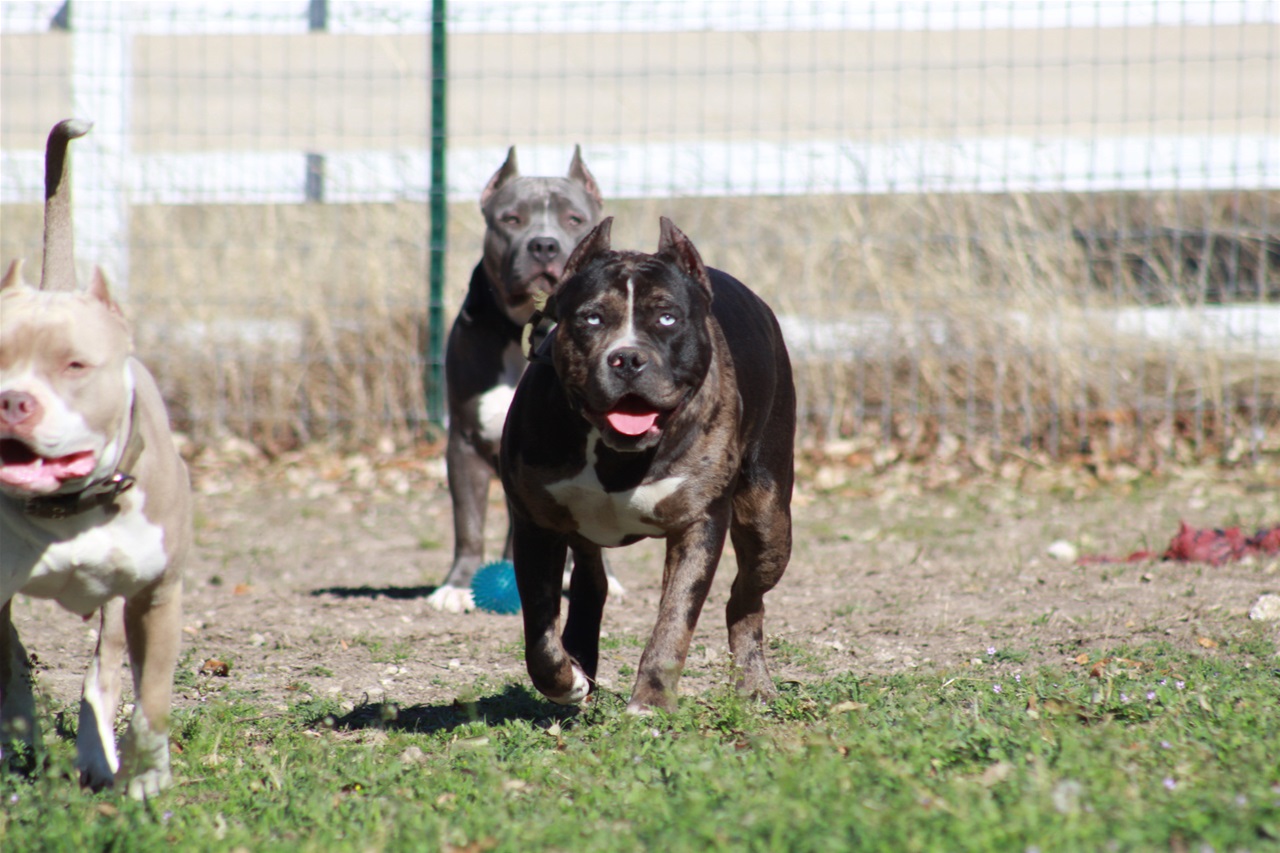 American sales bully farm