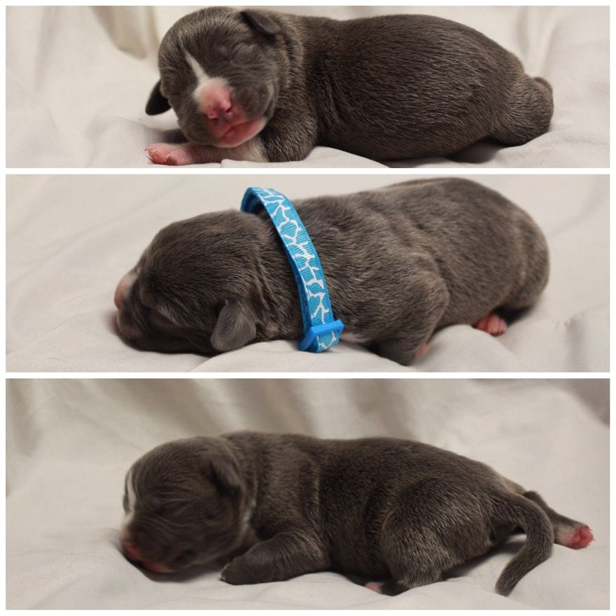 Male puppies from Trigger & Irie